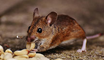 24 Hour & Emergency Exterminators in Crown City, OH